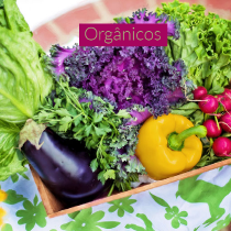 organicos pediatra einstein