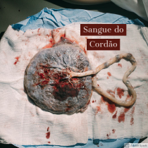sangue cordão pediatra pmp